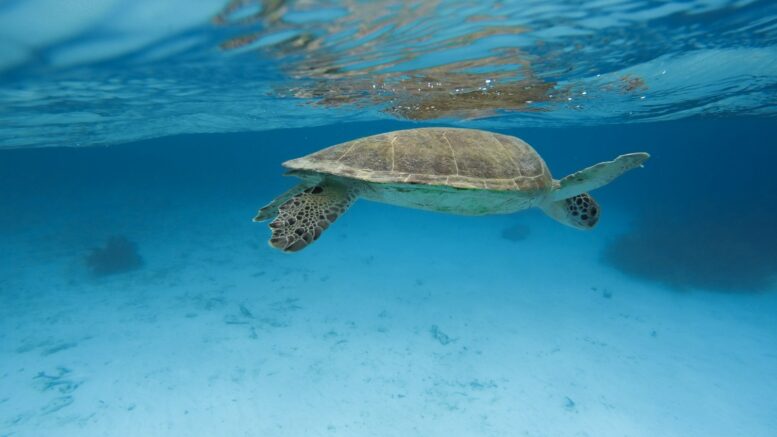 Plonger en Martinique quand on a appris dans les eaux bretonnes